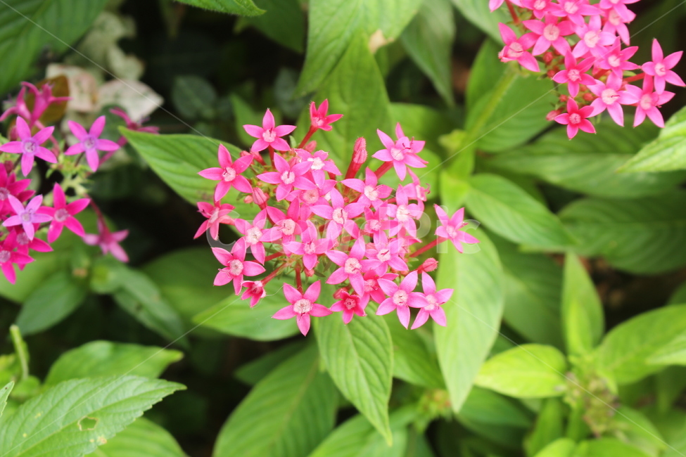 분홍꽃,핑크꽃,작은꽃,펜타스,plant,식물,blossom,flower,꽃,식물,자연,plants,nature,꽃,flower