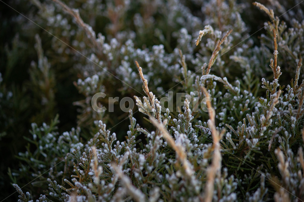 식물,나무,산책로,초록식물,살얼음식물,겨울,계절,winter,season,식물,자연,plants,nature