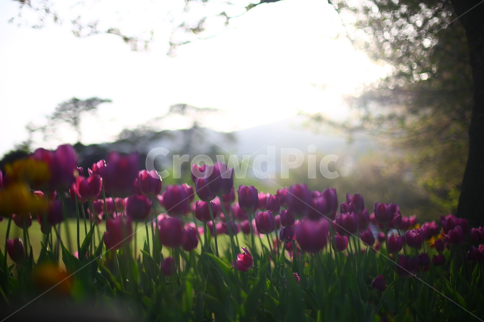 봄,꽃,튤립,노을,연지공원,햇살,꽃말,봄,계절,spring,season,식물,자연,plants,nature,꽃,flower,plant