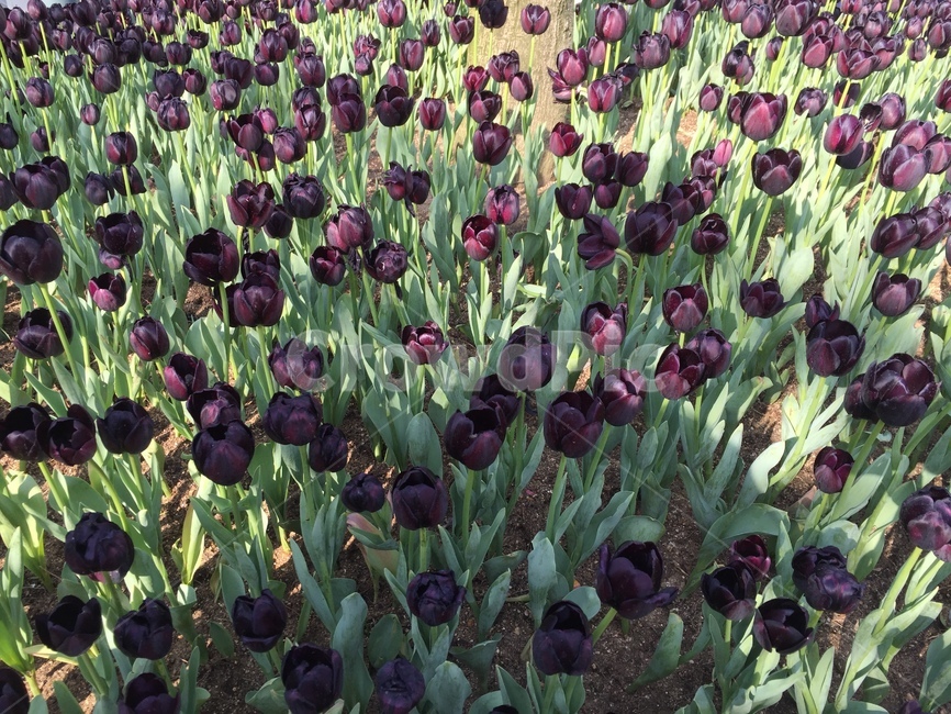 꽃,튤립,자연,식물,봄,꽃밭,봄,계절,spring,season,식물,자연,plants,nature,꽃,flower,plant,blossom