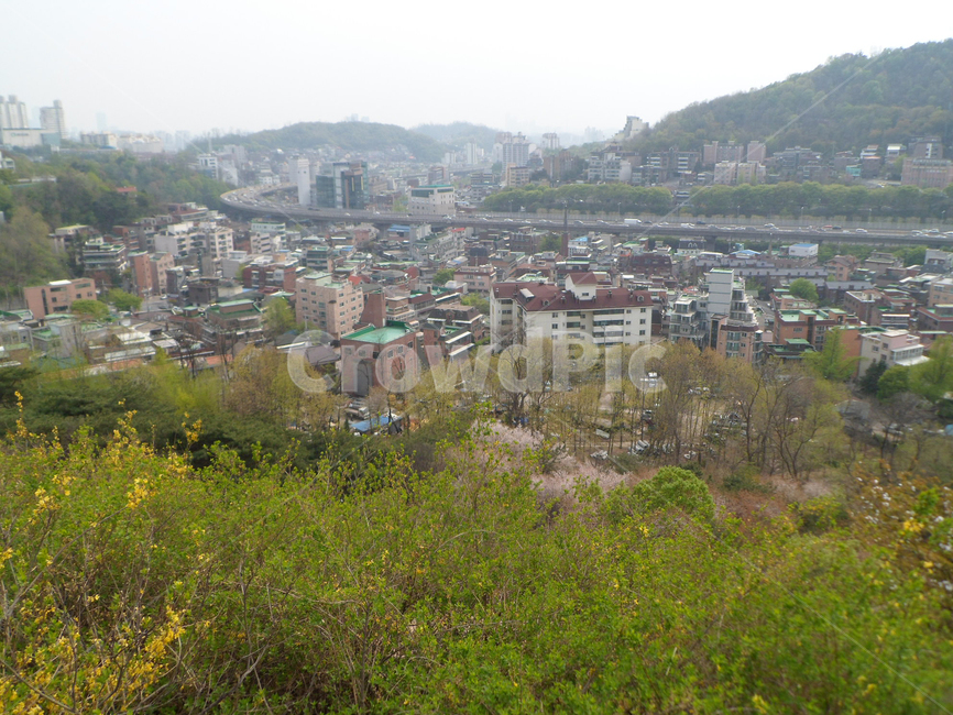 봄,개나리,동산,언덕,풍경,자연풍경,봄풍경,벚꽃,scenery,spring,도시,풍경,city,landscape,한국도시풍경,한국도시경관,korea cityscape,경치,nature,자연,outdoors,옥외,aerial view,조감도