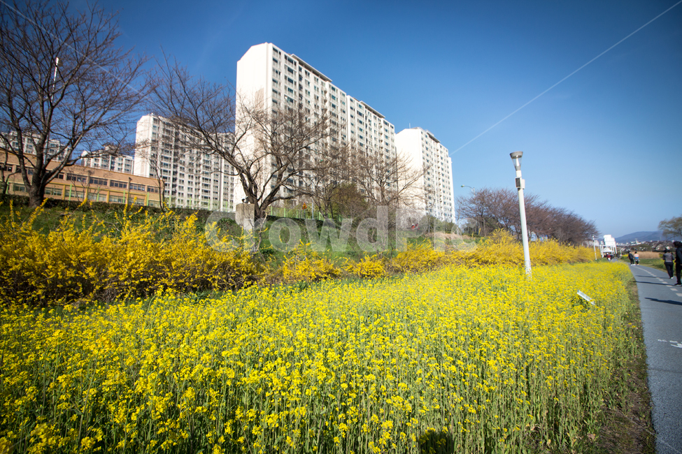 도시,유채꽃,꽃,봄꽃,flower,blossom,도심,city,downtown
