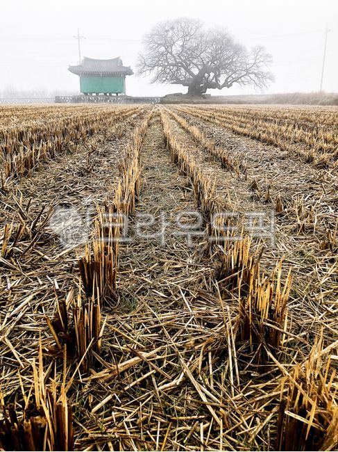 nature,자연,soil,토양,outdoors,옥외,ground,지면,나무,느티나무,정자,안개,아침,논,벼