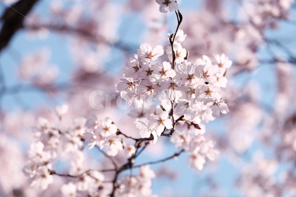 벚꽃,봄꽃,cherryblossom,분홍색꽃,하늘,꽃과하늘,봄하늘,봄,계절,spring,season,식물,자연,plants,nature,꽃,flower,plant,blossom