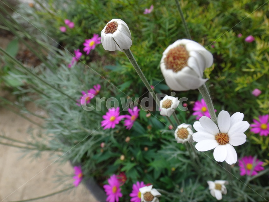 꽃,하얀,자연,식물,초록,식물,자연,plants,nature,꽃,flower