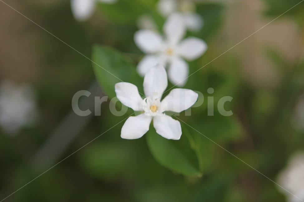 꽃,배경,흰꽃,자연,힐링,여유,식물,자연,plants,nature,꽃,flower