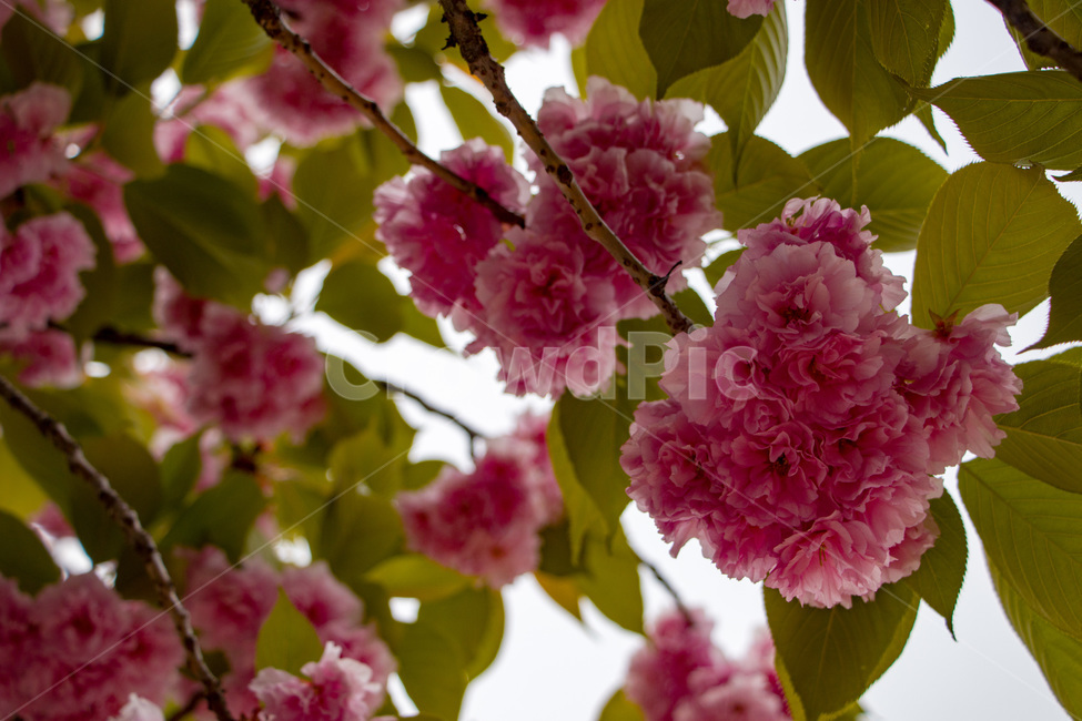 겹벚꽃,겹벚꽃나무,벚꽃,분홍벚꽃,분홍겹벚꽃,cherryblossoms,doublecherryblossom,식물,자연,plants,nature,꽃,flower