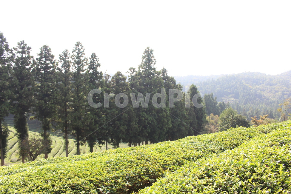 녹차밭,대한다원,보성,숲,녹차,녹차밭전경,자연,nature,농업,농사,agriculture,farming,farming industry