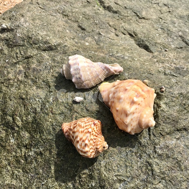 소라,돌,바다,자연,해산물,물고기,고동,껍데기,조개,조개껍데기