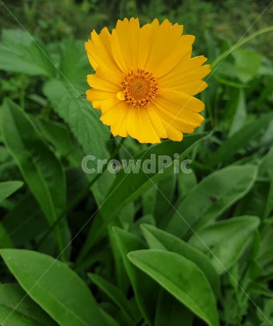 자연,꽃,들,가을,식물,flower,식물,자연,plants,nature,꽃,flower