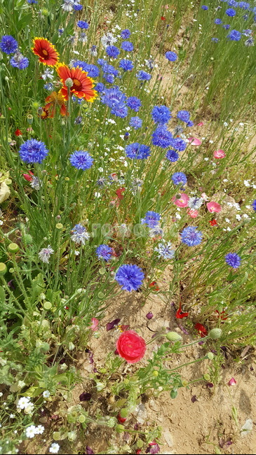 flower,꽃,plant,들꽃,제라늄,식물,봄꽃,감성사진
