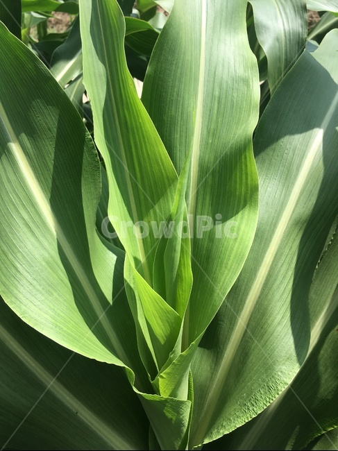 잎,수수잎,녹색,자연,식물,수수,성장,햇살,leaf,plants,botanical,green,sorghum,growth,broomcorn,leaves,조직,tissue