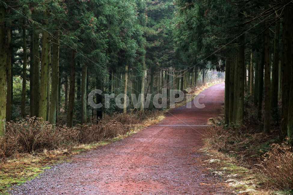 blade of grass,forest,Jeju,Saryeoni,clouds,scenery,beautiful,view,road,forest path,grass,cedar trees,Jeju Island,sky,nature,tree,leaf,Saryeoni Forest Path,after the rain,boardwalk,walk,landscape