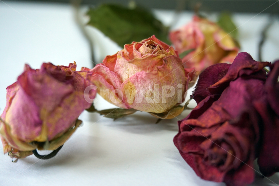 말린장미,말린꽃,장미,드라이플라워,장식,식물,꽃,꽃,flower