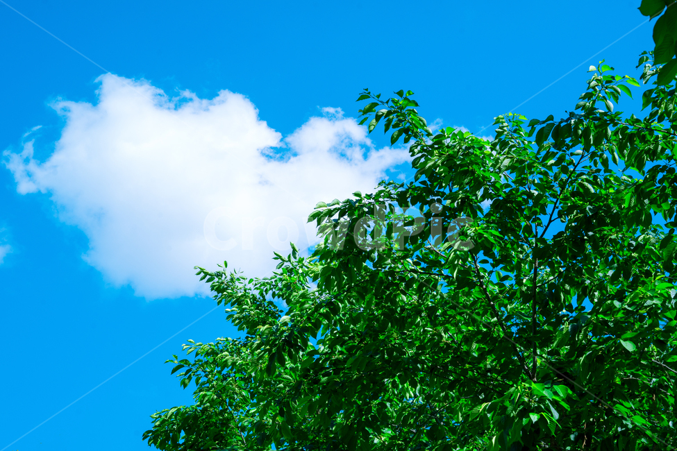 자연,풍경,구름,하늘,식물,감성,여름,계절,summer,season,자연,풍경,nature,landscape,plant,vegetation,초목