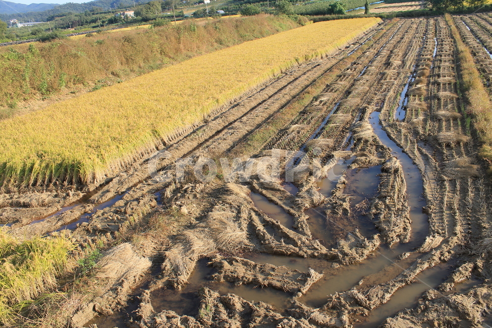 자연,논,추수,가을,가을추수,볏단,볏짚,nature,harvest,ricesheaf,sheafofrice,ricefield,ricepaddy,autumn,fall,가을,계절,fall,autumn,season,농업,농사,agriculture,farming,farming industry,soil,흙,ground,바닥,outdoors,옥외