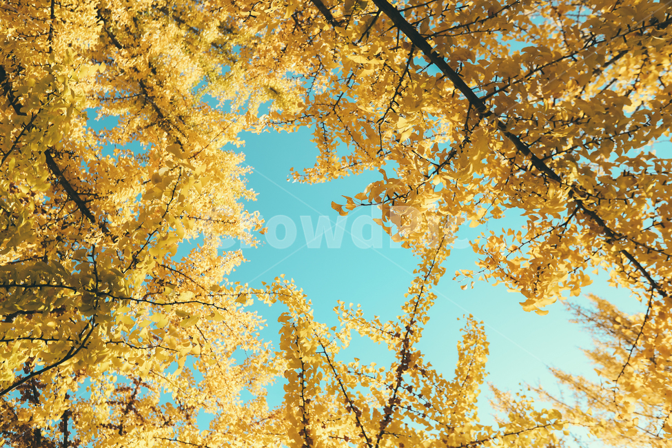 leaf,잎,plant,식물,tree,나무,은행나무,ginkgo,낙옆,나뭇잎,노랑노랑,가을하늘,가을,가을,계절,fall,autumn,season,자연,풍경,nature,landscape