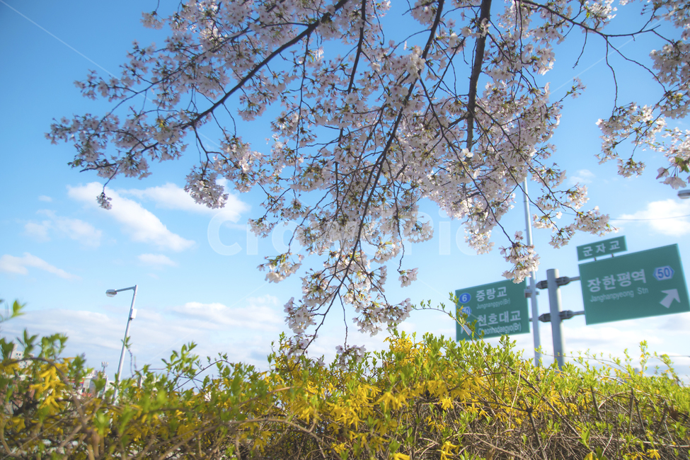 꽃,봄꽃,벚꽃,하늘,계절,봄,계절,spring,season,식물,자연,plants,nature,꽃,flower