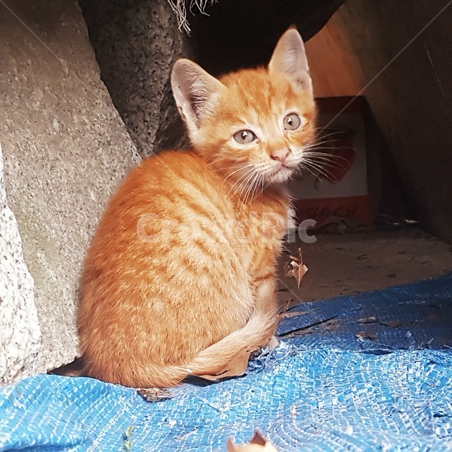 고양이,털뭉치,줄무늬,눈,새끼고양이
