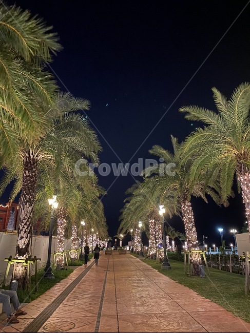 통로,walkway,보도,garden,정원,outdoors,tree,plant,walk,light,lamp