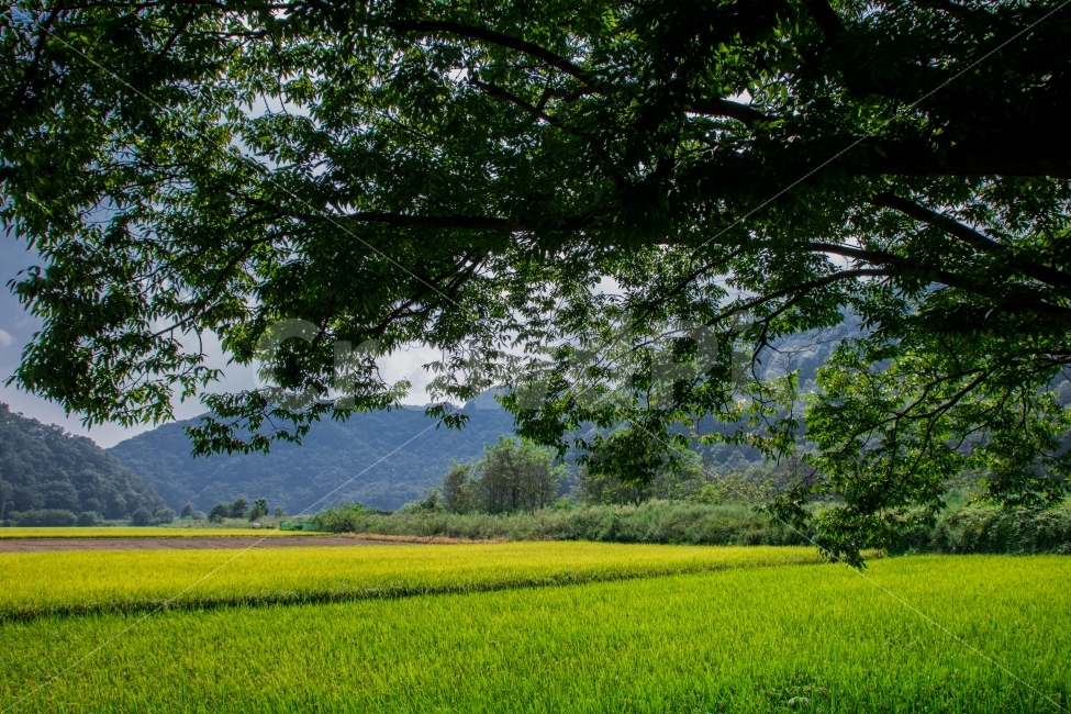 보은,원정리,느티나무,왕따나무,나뭇잎,산,풍경,자연,풍경,nature,landscape,시골,마을,country,rural,town,field,들,outdoors,옥외,grassland,목초지