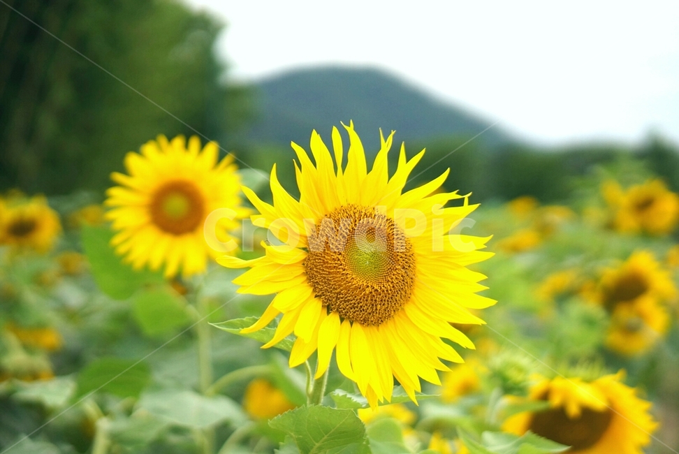 해라바기,노란색,가을,plant,식물,flower,blossom,꽃,식물,자연,plants,nature,꽃,flower