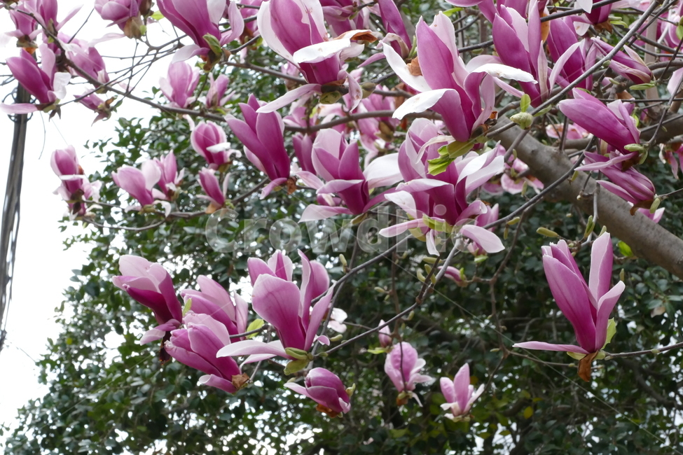 목련꽃,자목련,꽃,식물,목련,식물,자연,plants,nature,꽃,flower