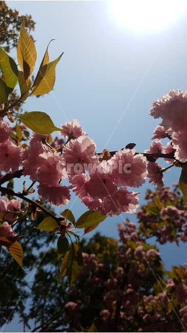 겹벚꽃,벚꽃,봄,꽃,핑크,cherryblossom,분홍,분홍색,하늘,자연,flower,flowers,spring,nature,plants,계절,pink,season,식물,왕벚꽃,꽃잎,sky,햇살,봄,계절,spring,season,식물,자연,plants,nature,꽃,flower,plant,blossom