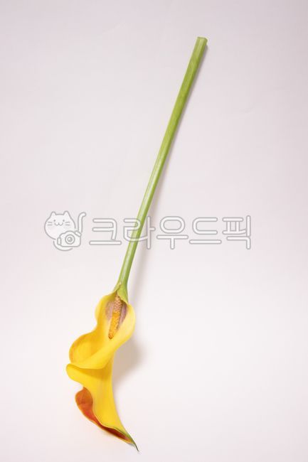 꽃,카라꽃,노랑,카라,노란꽃,calla,꽃잎,flower,yellow,아름다운,깔끔한,꽃줄기,줄기,연두,초록색,녹색,자연