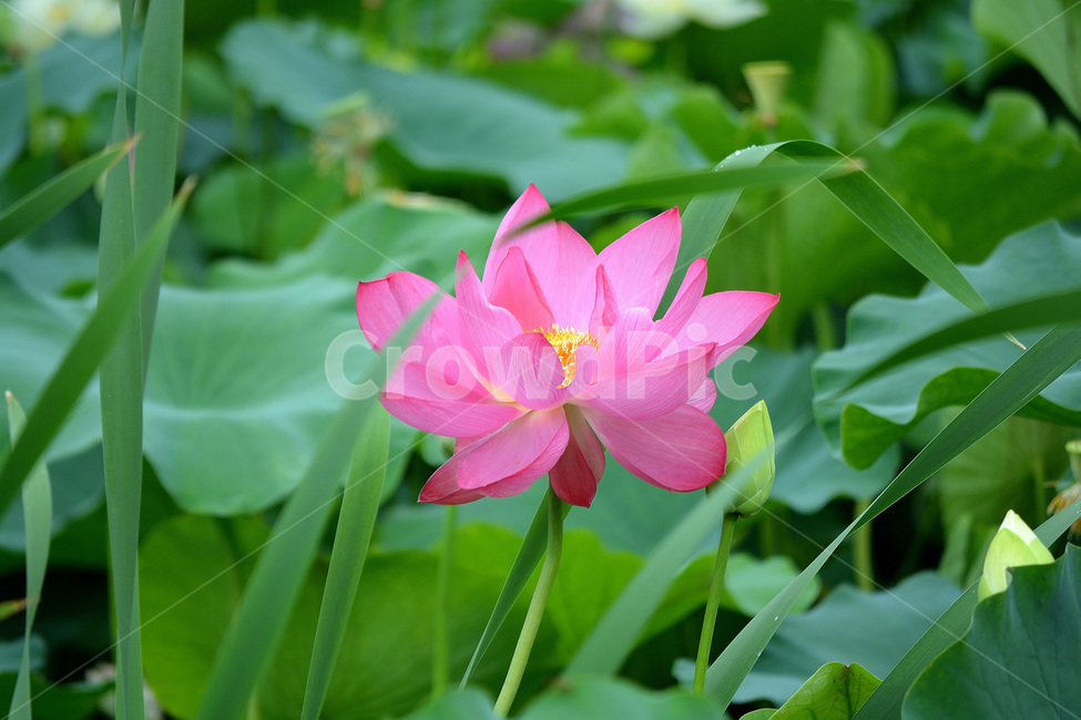 연꽃,꽃,분홍꽃,식물,풍경,자연,식물,자연,plants,nature,꽃,flower