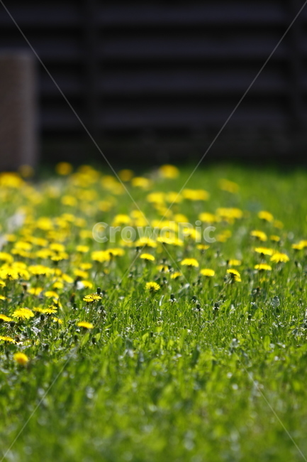 field,들,outdoors,옥외,grassland,목초지,민들레,봄,푸르다