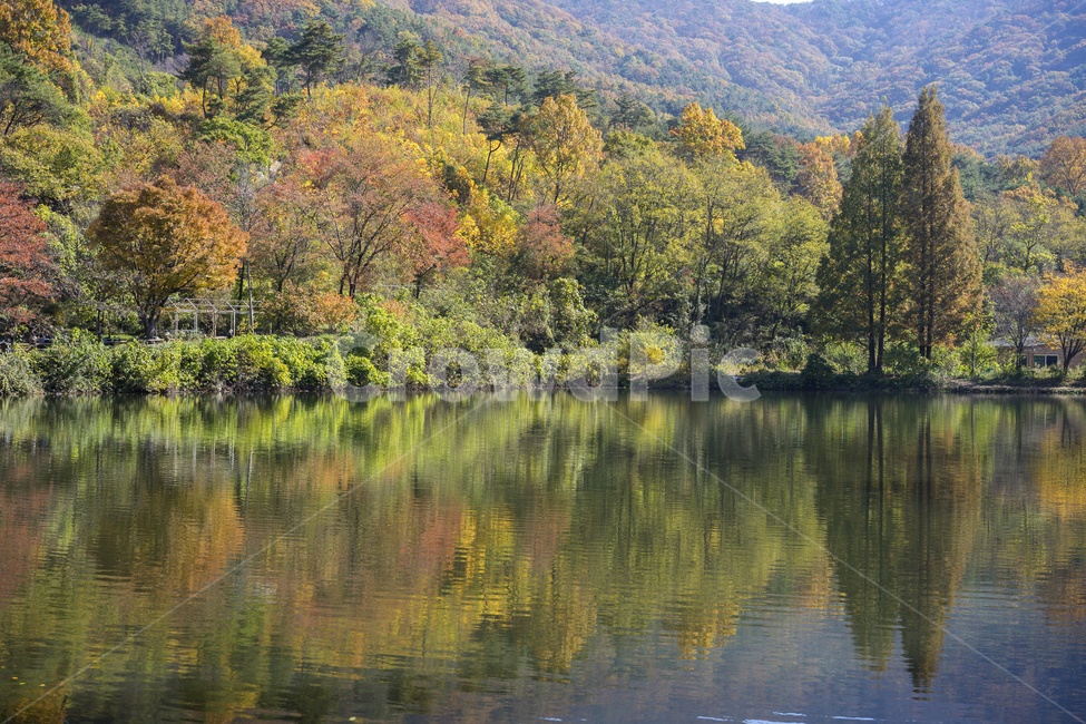 가을단풍,가을,반영,송곡소류지,저수지,가을,계절,fall,autumn,season,water,물,nature,자연,outdoors,옥외