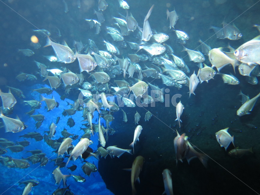 바다속,물고기떼,물고기,무리,물고기무리,동물,animal,어류,물고기,fish