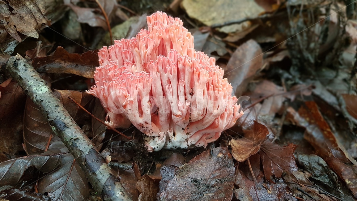 fungus,진균류,싸리버섯,산,가을버섯