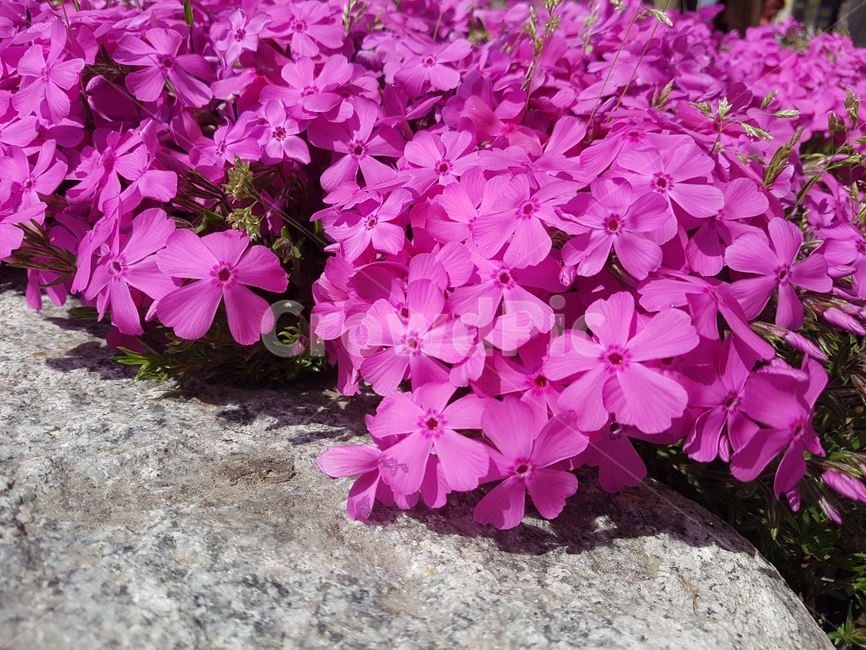 꽃,돌,봄꽃,자연,분홍꽃,식물,자연,plants,nature,꽃,flower