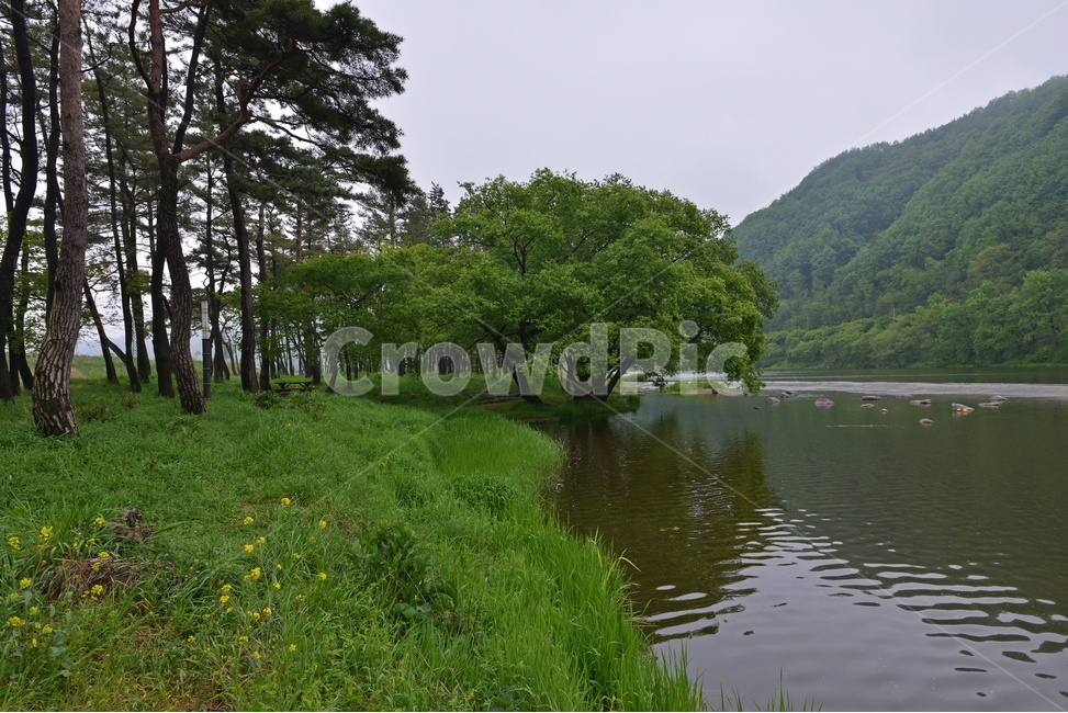 나주,남평,드들강,드들강유원지,유원지,지석천,경치,경관,풍경,연두색,봄,드들강봄,계절,water,물,outdoors,옥외,nature,자연,tree,나무,식물,plant,treetrunk,나무줄기