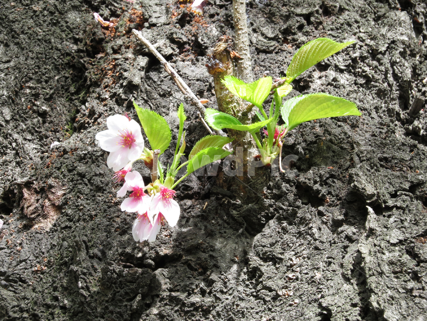 벚꽃,벚나무,꽃,분홍,나무,자연,회색,백그라운드,초록,식물,자연,plants,nature,꽃,flower