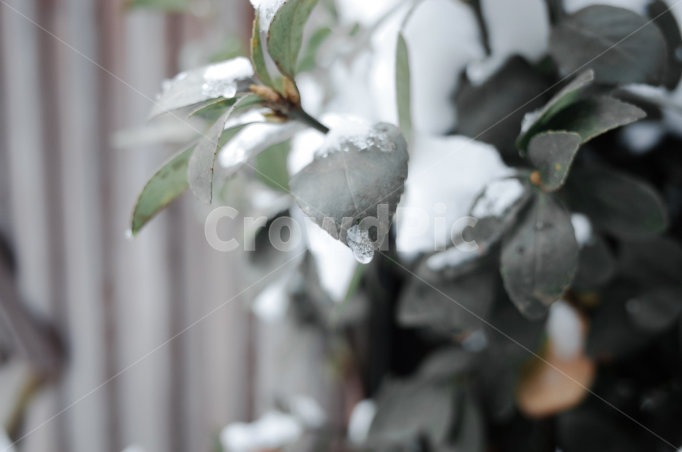 겨울,winter,눈,첫눈,snow,낙엽,나뭇잎,나무,얼음,ice,frozen,겨울,계절,winter,season