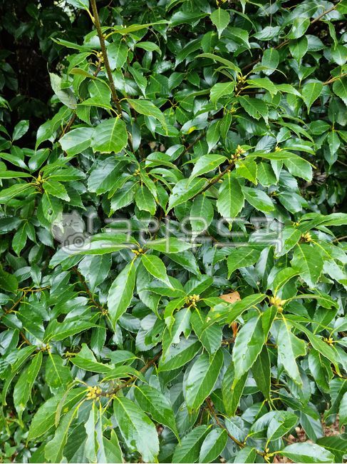 가시나무,참가시나무,종가시나무,도토리나무,나무,나뭇잎,잎,잎사귀,녹색,그린,초록색,자연,식물,숲