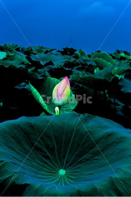 연꽃,연잎,문양,무늬,연꽃봉오리,자연,패턴,식물,자연,plants,nature,꽃,flower