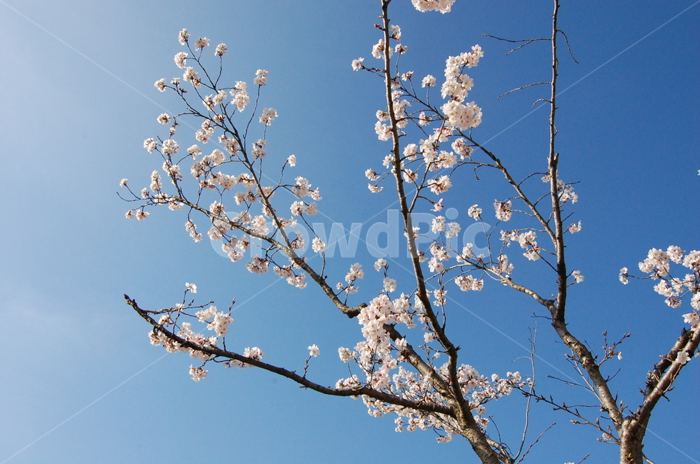 봄꽃,꽃나무,분홍색꽃,핑크색꽃,벚꽃,벚꽃축제,봄,봄,계절,spring,season,plant,식물,blossom,꽃,flower,cherry blossom