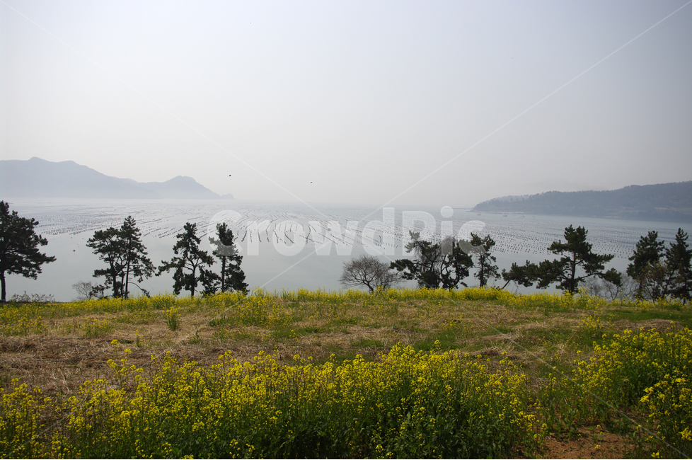 섬,바다,유채,유채꽃밭,꽃,봄,봄날,봄풍경,감성,spring,flower,노란색,진도,남해,섬풍경,island,봄길,산책,봄나들이,봄,계절,spring,season,자연,풍경,nature,landscape,한국자연풍경,한국자연경관,korea nature landscape,grassland,목초지,outdoors,옥외,field,들