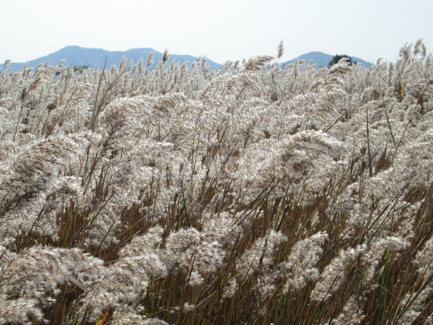순천만,갈대,갈대숲,늪지대,쑥대,쑥대밭,가을풍경,가을,자연,풍경,힐링
