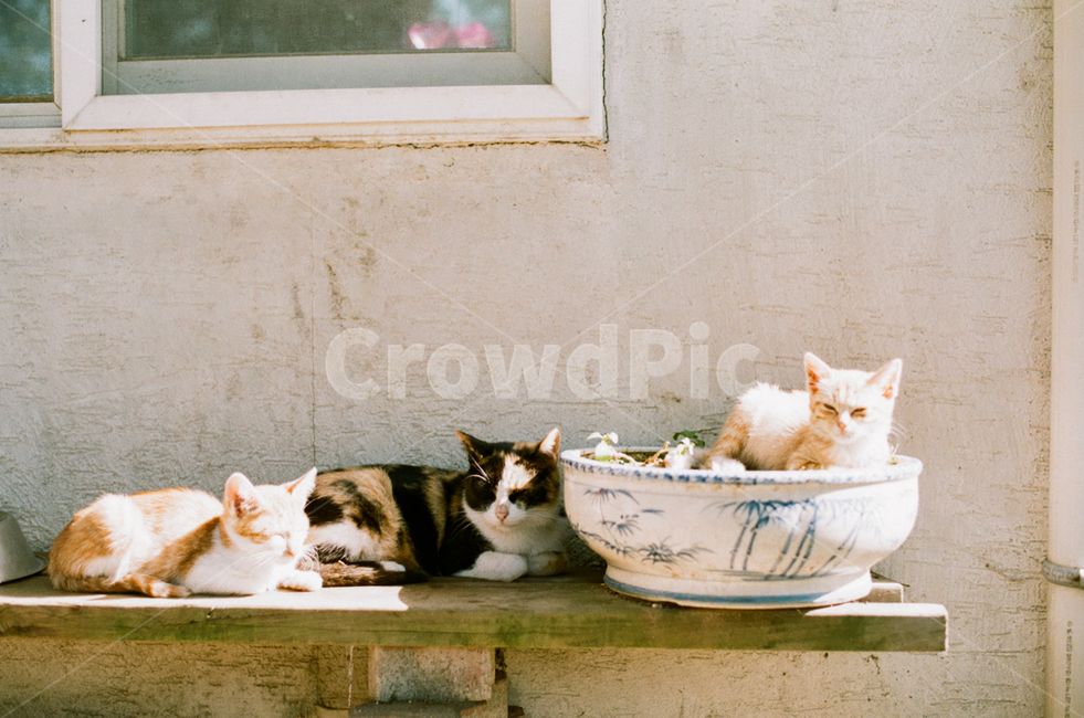 고양이,길냥이,낮잠,나른함,가족