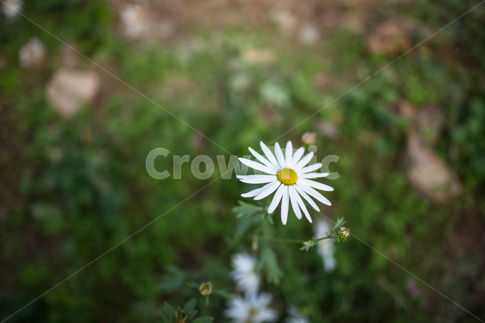 구절초,들꽃,꽃,가을,식물,botanical,flowers,식물,자연,plants,nature,꽃,flower