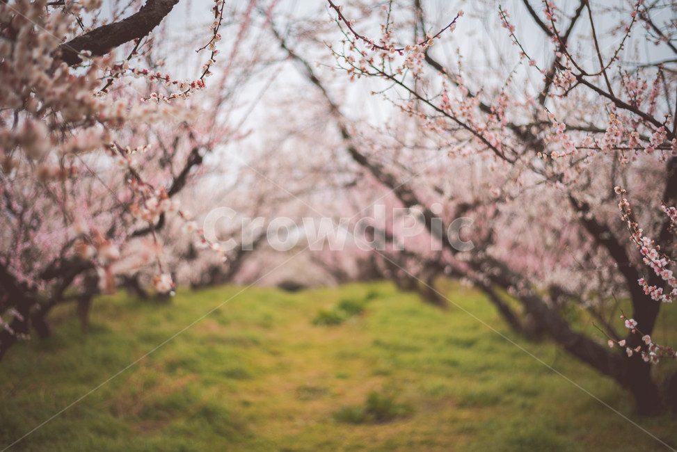 꽃,매화,매화꽃,매화나무,식물,봄,계절,spring,season,자연,풍경,nature,landscape,plant,blossom,flower