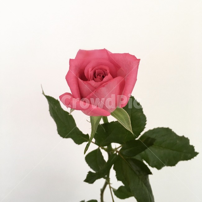장미,분홍,핑크,꽃,rose,식물,flower,blossom,plant,한송이