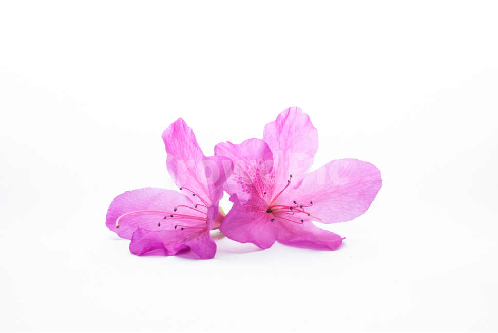 산철쭉,철쭉,누끼,배경,봄,꽃,생화,식물,조경,핑크,분홍,spring,season,flowe,자연,향기,아름다운,화사한,봄꽃,꽃잎,스튜디오,봄,계절,spring,season,식물,자연,plants,nature,꽃,flower,누끼,remove background,geranium,제라늄,plant,blossom,petal