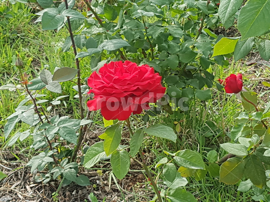 자연,꽃,장미,빨간색,식물,rose,red,빨간장미
