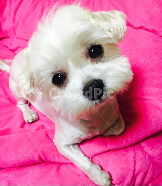 강아지,애완견,말티즈,개,귀여움,동물,dog,animal